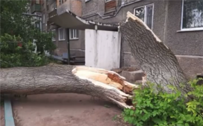 В Карагандинской области женщину придавило упавшим деревом