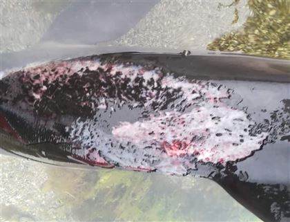 Мертвые дельфины: как природа стала очередной жертвой войны в Украине