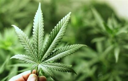 В Таиланде официально разрешили выращивать и продавать марихуану