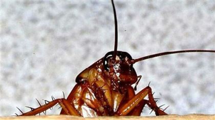В США компания предлагает деньги за то, чтобы выпустить в своем доме сто насекомых