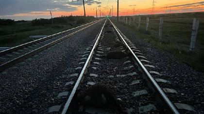 В Акмолинской области грузовой поезд сбил 22 головы скота