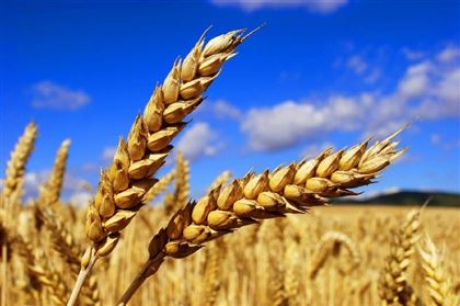 Казахстан и Иран договорились о свободном транзите пшеницы и сельхозтоваров