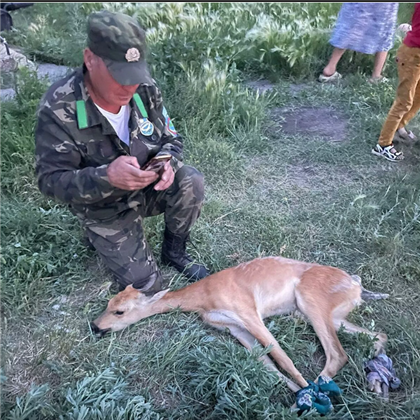 В пригороде Павлодара местные жители спасли травмированную косулю