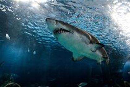 Мужчина выжил после нападения «монструозной» белой акулы