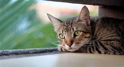 Первый случай заражения человека COVID-19 от кошки зафиксировали ученые - СМИ