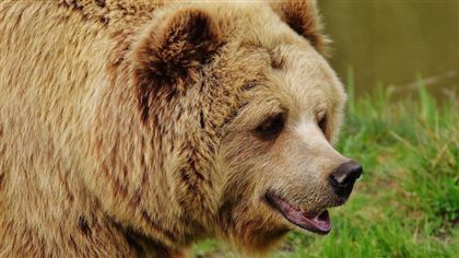 В ВКО медведи нападают на пасеки и домашний скот