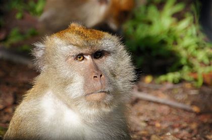 Первый случай оспы обезьян зарегистрировали в России