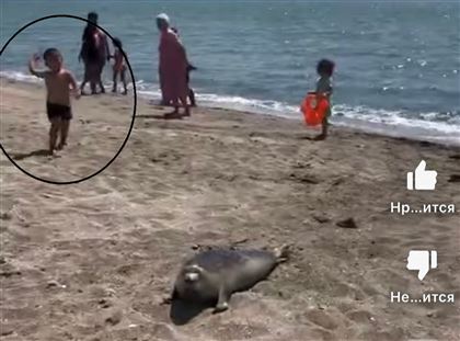 Вот настоящий уят: в тюленя на пляже в Актау опять полетели камни