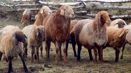 Свыше 1000 овец сгорели во время степного пожара в Атырау