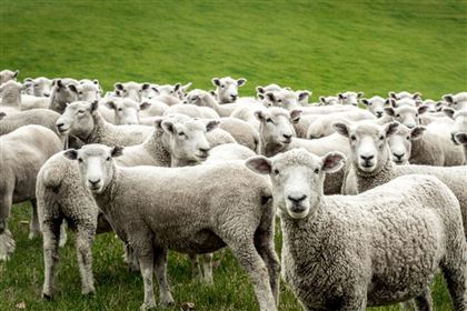 В Туркестанской области пастух продал чужой скот на сумму 16 миллионов тенге