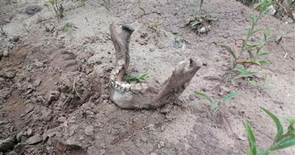 В Костанайской области нашли человеческие останки