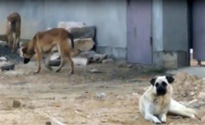 Из-за проблемы с отстрелом бродячих собак жители Мангистау обратились к президенту