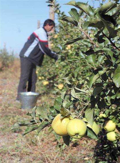 Финансируем чужие сады: фермер требует, чтобы Казахстан ввел запрет на импорт яблок