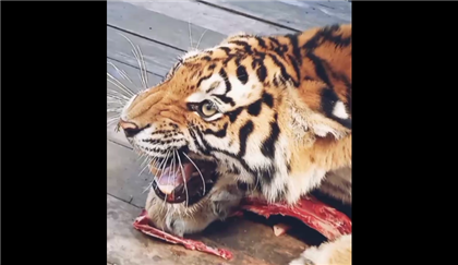 Как в алматинском зоопарке кормят тигров - видео