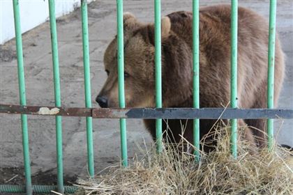 18,5 миллионов тенге по решению суда выплатит пострадавшим владелец базы отдыха, на которой медведица покусала ребенка