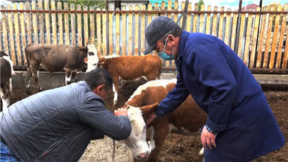 Со следующего года казахстанские ветеринары станут больше получать