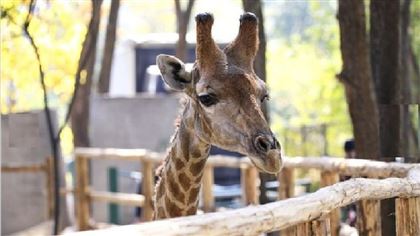 В зоопарке Ташкента погиб привезенный из Алматы жираф