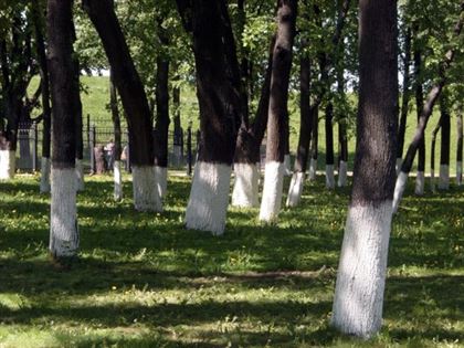 В Казахстане может сорваться проект по посадке 2 млрд деревьев – Смаилов