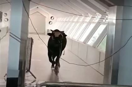 В Израиле разъярённый бык ворвался в банк