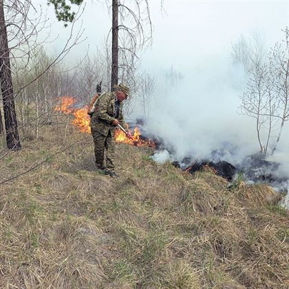 В Восточном Казахстане ученые ищут способы восстановления леса после природных пожаров