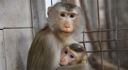 В мире на 21 процент сократилась заболеваемость оспой обезьян