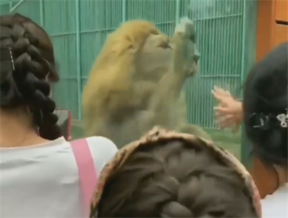 Издевательства над львом в алматинском зоопарке ужаснули казахстанцев 
