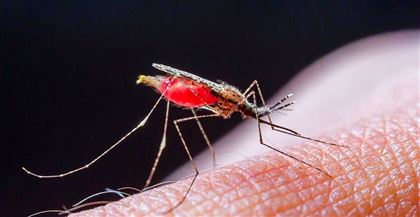 В Пакистане от малярии умерли больше 300 человек