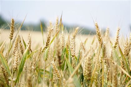 В Беларуси запретили вывозить зерно за пределы страны на 6 месяцев