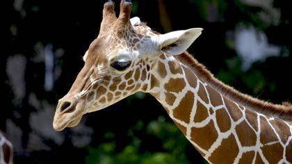 В Алматинском зоопарке выбрали имя малышу жирафу