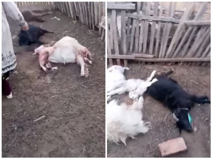 В селе под Атырау бродячие собаки загрызли овец 