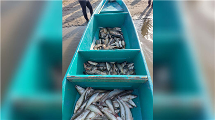 В Атырауской области у браконьеров изъяли около 2 тонн рыбы