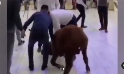 В банкетный зал во время тоя в Кызылорде привели живого быка - видео