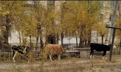 "Весь посёлок в..." - жители Павлодарской области жалуются на коров, которые пасутся, где захотят