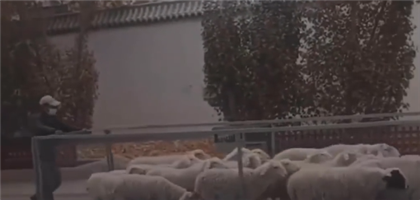 Пастух, придумавший передвижной загон для овец, покорил соцсети