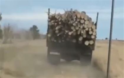 В Павлодарской области задержали лесника, который воровал древесину