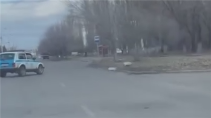 Погоня полицейских за свиньями насмешила казахстанцев