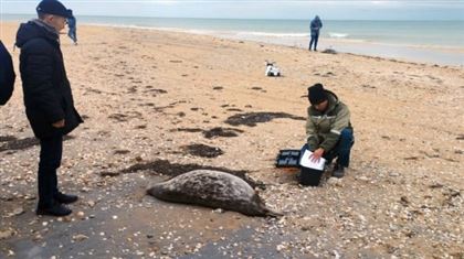На берегу Каспия обнаружено более 100 мертвых каспийских тюленей