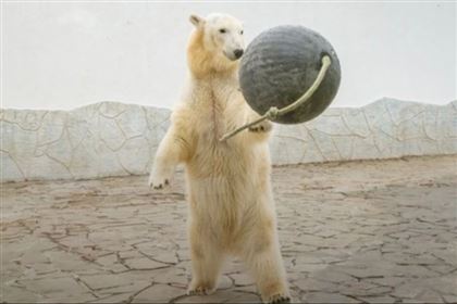 В алматинский зоопарк привезут белого медвежонка из России 