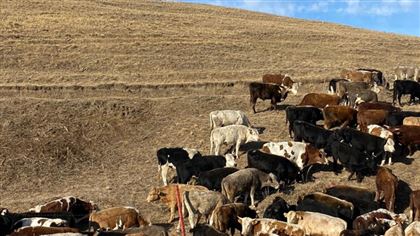 Из Казахстана в Кыргызстан пытались незаконно перегнать коров
