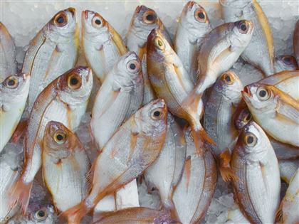 Цены на рыбу и морепродукты выросли на 24% за год