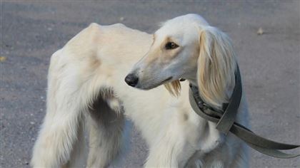 На сохранение собак пород тазы и тобет выделят 1,4 млрд тенге