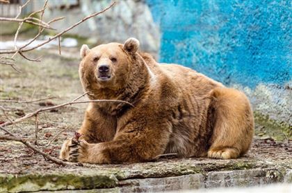В Японии домашний медведь растерзал хозяина