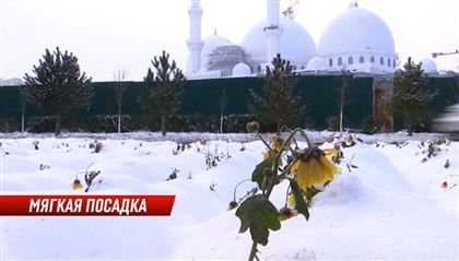 В Шымкенте перед снегопадом высадили цветы на клумбах 