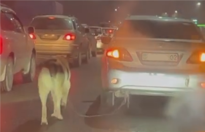 Казахстанцев возмутил водитель, который заставил собаку бежать на веревке за автомобилем