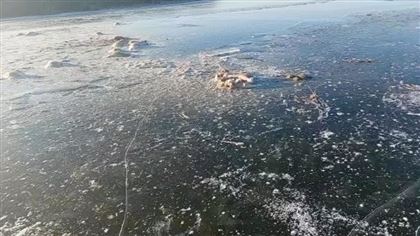 В ЗКО около 20 сайгаков вмерзли в лед в реке