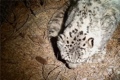 Самка барса умерла из-за пакета в зоопарке Алматы