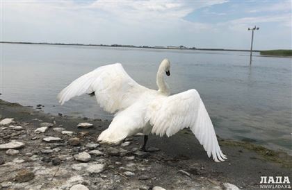 Специалисты озвучили предварительную причину гибели лебедей на озере Караколь