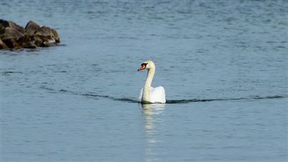В Минэкологии назвали причины гибели лебедей на озере Караколь
