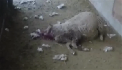 Бродячий питбуль перебил овец в Алматы