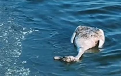 В Мангистау у мертвых лебедей обнаружили птичий грипп
